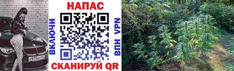 Бошки марихуана планчик Каменск-Уральский